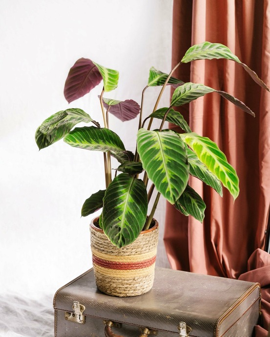 Calathea warscewiczii 70cm - plante d'intérieur