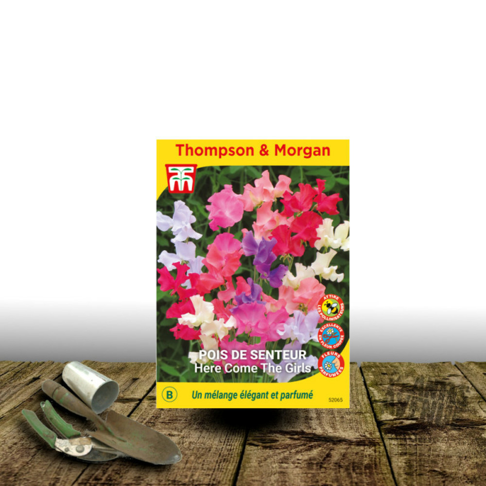 Graines de pois de senteur here come the girls - thompson & morgan sachet