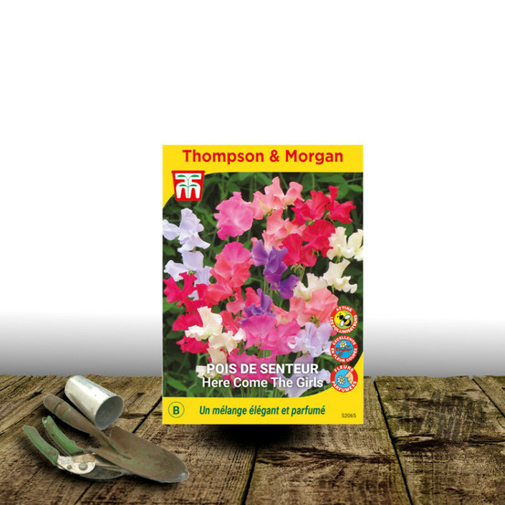 Graines de pois de senteur here come the girls - thompson & morgan sachet