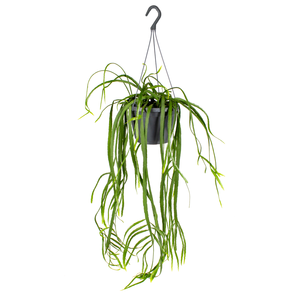 Lepismium bolivianum - plantes d’intérieur - hauteur 20-30 cm - pot suspendu 17 cm