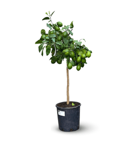 Citronnier meyer - citrus meyeri - agrume méditerranéen - arbre fruitier - 120-130 cm - ⌀ 24 cm
