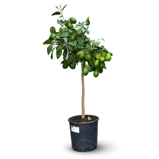 Citronnier meyer - citrus meyeri - agrume méditerranéen - arbre fruitier - 120-130 cm - ⌀ 24 cm