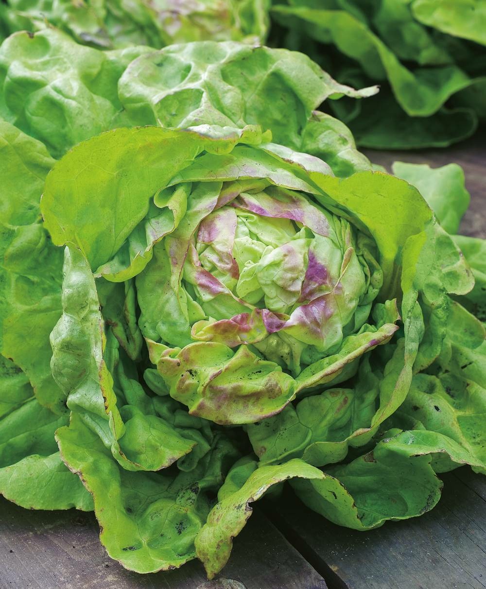 Laitue reine de mai pleine terre bio - 2 g