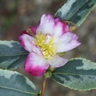 Camellia sasanqua 'variegata' : c4l