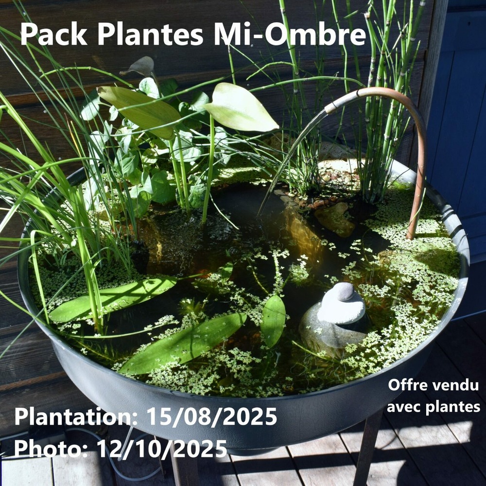 Mini bassin clé en main, 60 litres + accessoires + oxygénateur + fontaine + pack 7 plantes mi-ombre