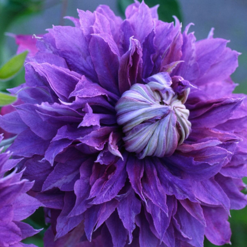 Clématite diamantina™ 'evipo039' pot de 3l - echelle bambou 60/120 cm