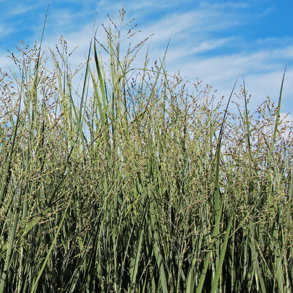 Panic érigé heavy metal - panicum virgatum heavy metal 100 cm godet 9cm