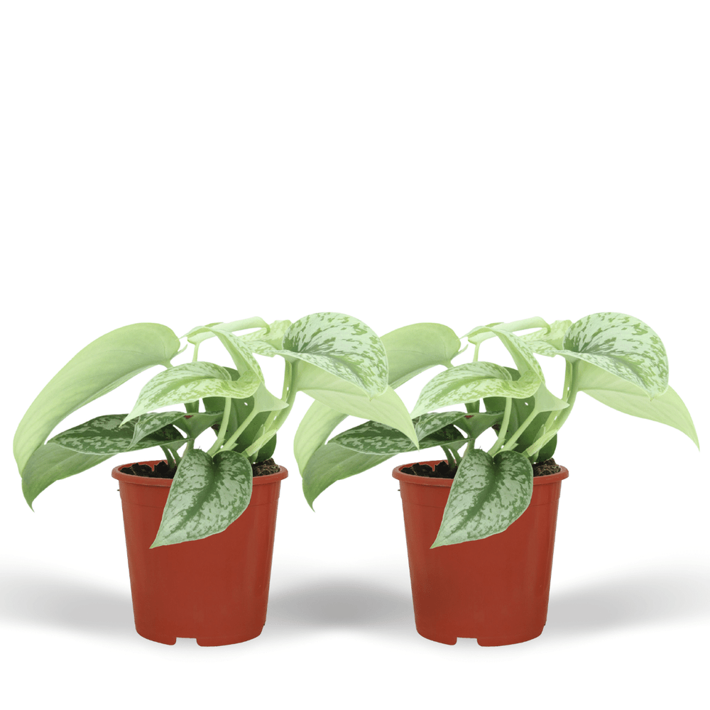 Scindapsus pictus trebie (epipremnum) - 2 pièces - ø12cm - ↕15cm - plantes d'intérieur