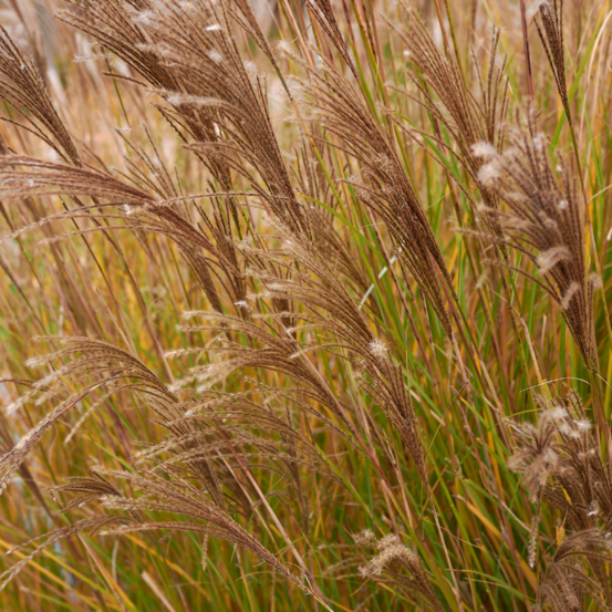 Roseau de chine serengeti - miscanthus flavidus serengeti 60/80 cm pot 3l
