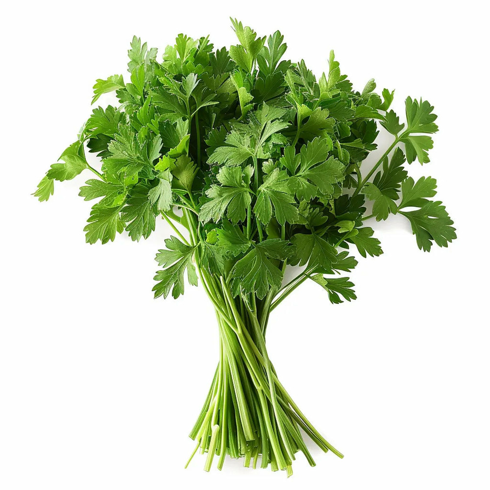 500 graines de persil plat - semisauvage permaculture