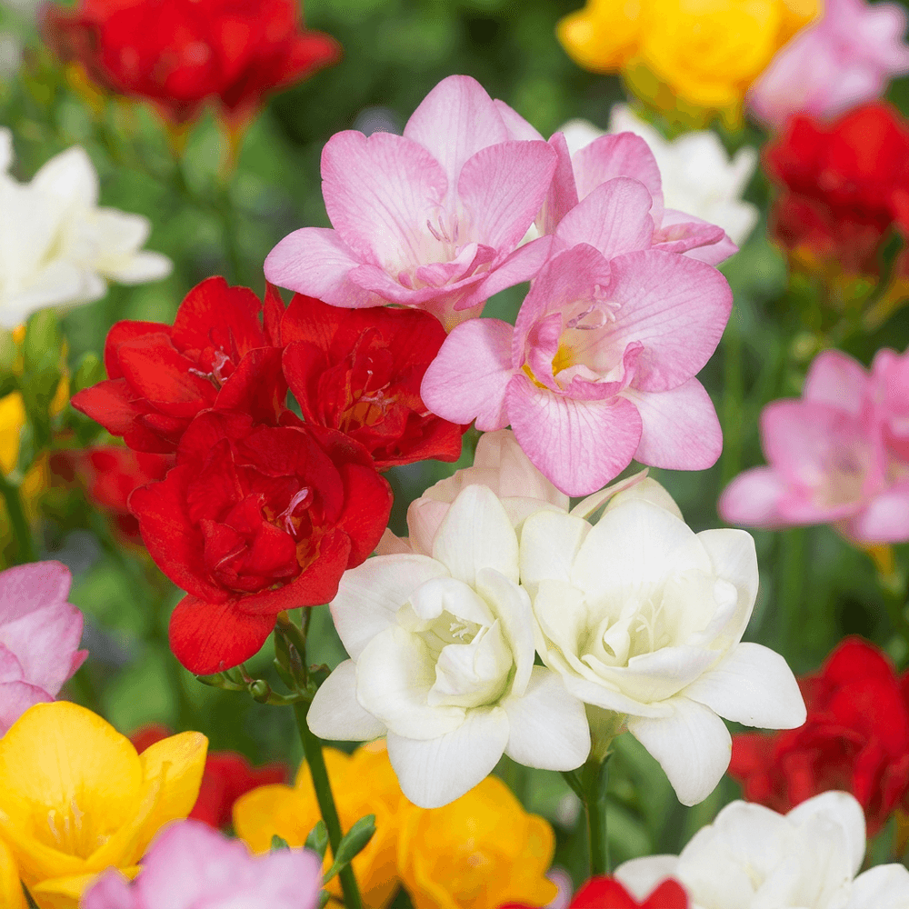 Freesia double en mélange (freesia) - 160 bulbes