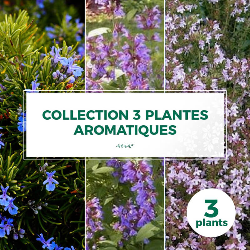 Collection 3 plantes aromatiques - godet - taille 20/40cm