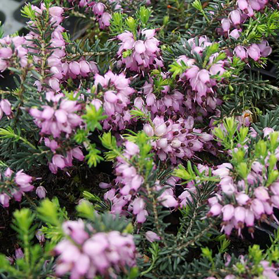 Bruyère d'hiver - erica x darleyensis aurélie bregeon pot de 1l/1,5l