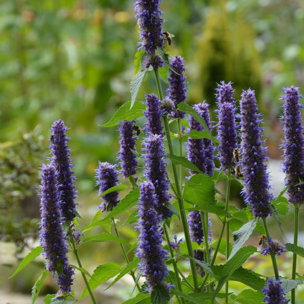 Agastache astello indigo godet - 5/20 cm
