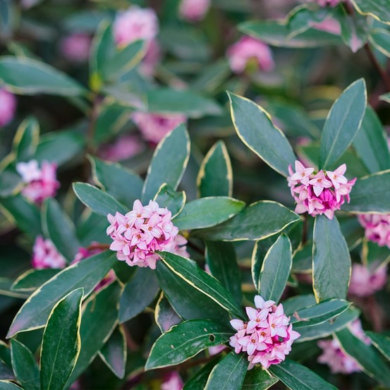 Daphné odorant 'aureomarginata' (daphne odora 'aureomarginata')