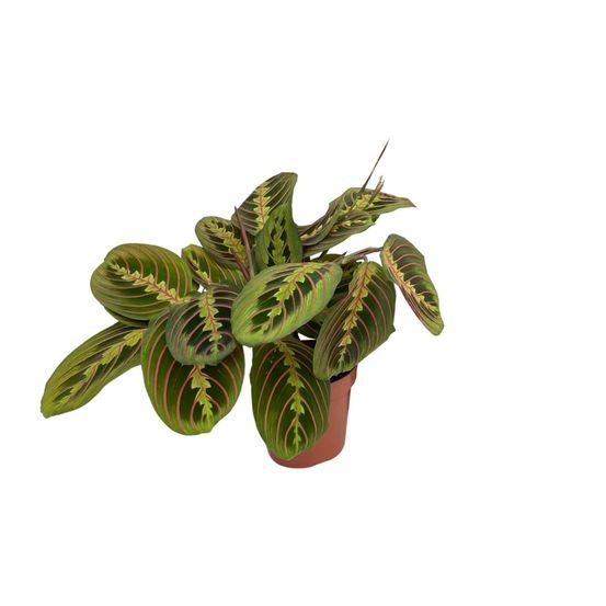 Maranta fascinator (marante) - ø12cm - ↕20cm - plantes d'intérieur