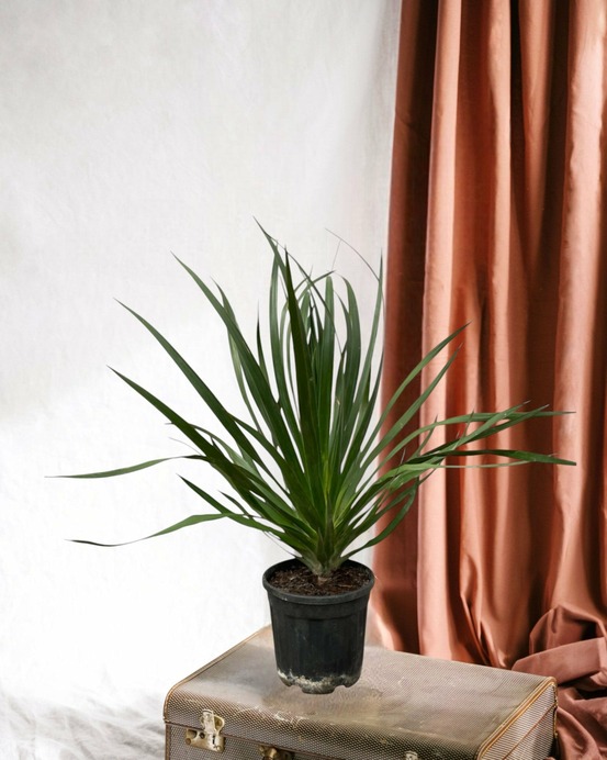 Dracaena draco 100cm - plante d'intérieur