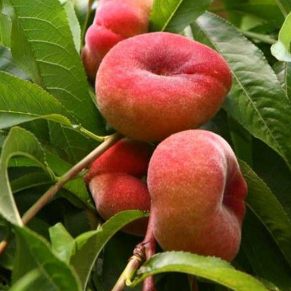 Pêcher nain 'peach me donut' ® samantha (prunus persica 'peach me donut' ® samantha)