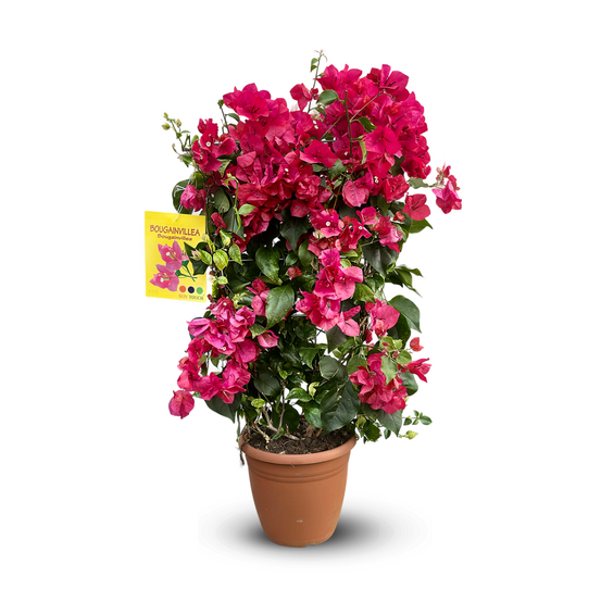 Bougainvillier fushia palissé - plante fleurie - ↕ 80-90 cm - ⌀ 21 cm - plante d'extérieur