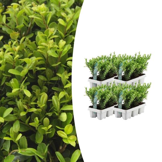 Lot de 4 - 6 pack ilex crenata 'jenny' - h25 cm
