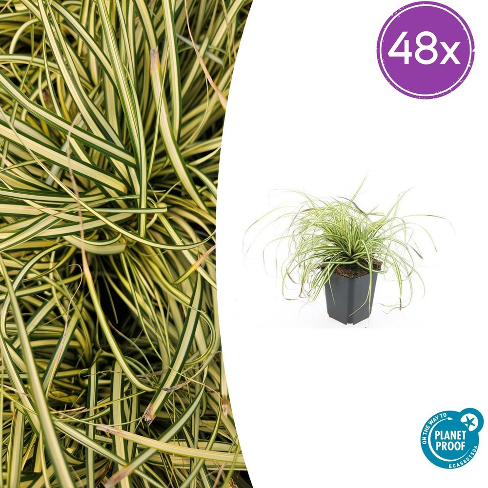 Lot de 48 - carex oshim. 'evergold' - h10-25 cm
