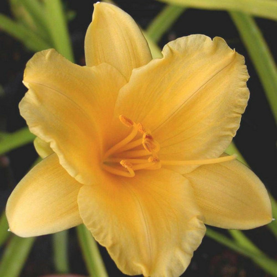 Hémérocalle stella de oro lot de 5 godets