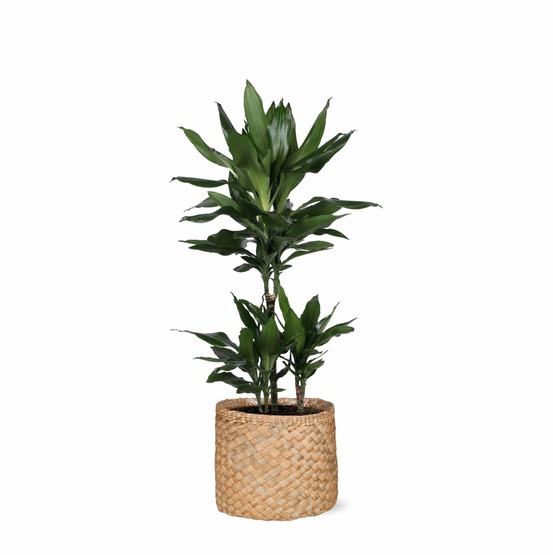 Dracaena janet lind et son pot panier naturel - hauteur 90cm