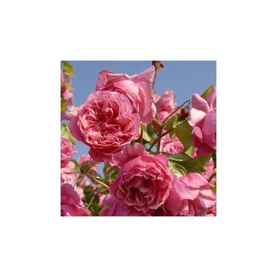 Theo® evethau - racines nues