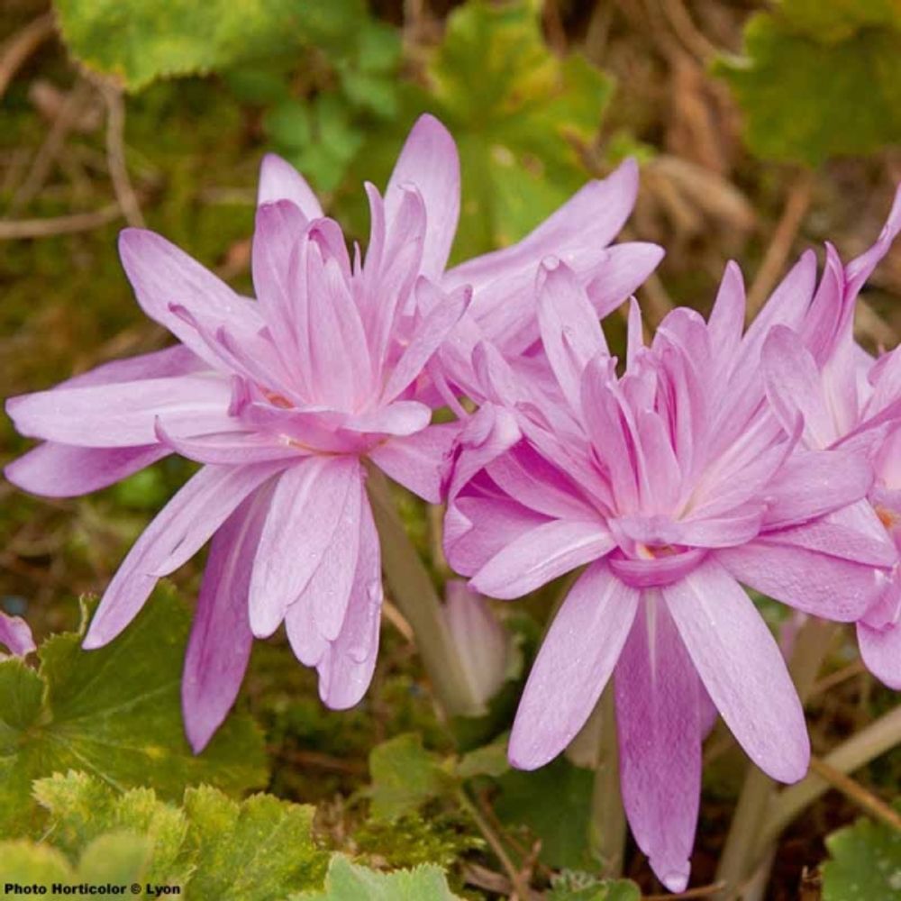Colchique d'automne 'waterlily' bulbe calibre 14+ (par 2)