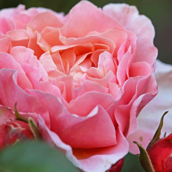 Rosier arbustif dames de chenonceau® 'delpabra' pot de 5l - touffe