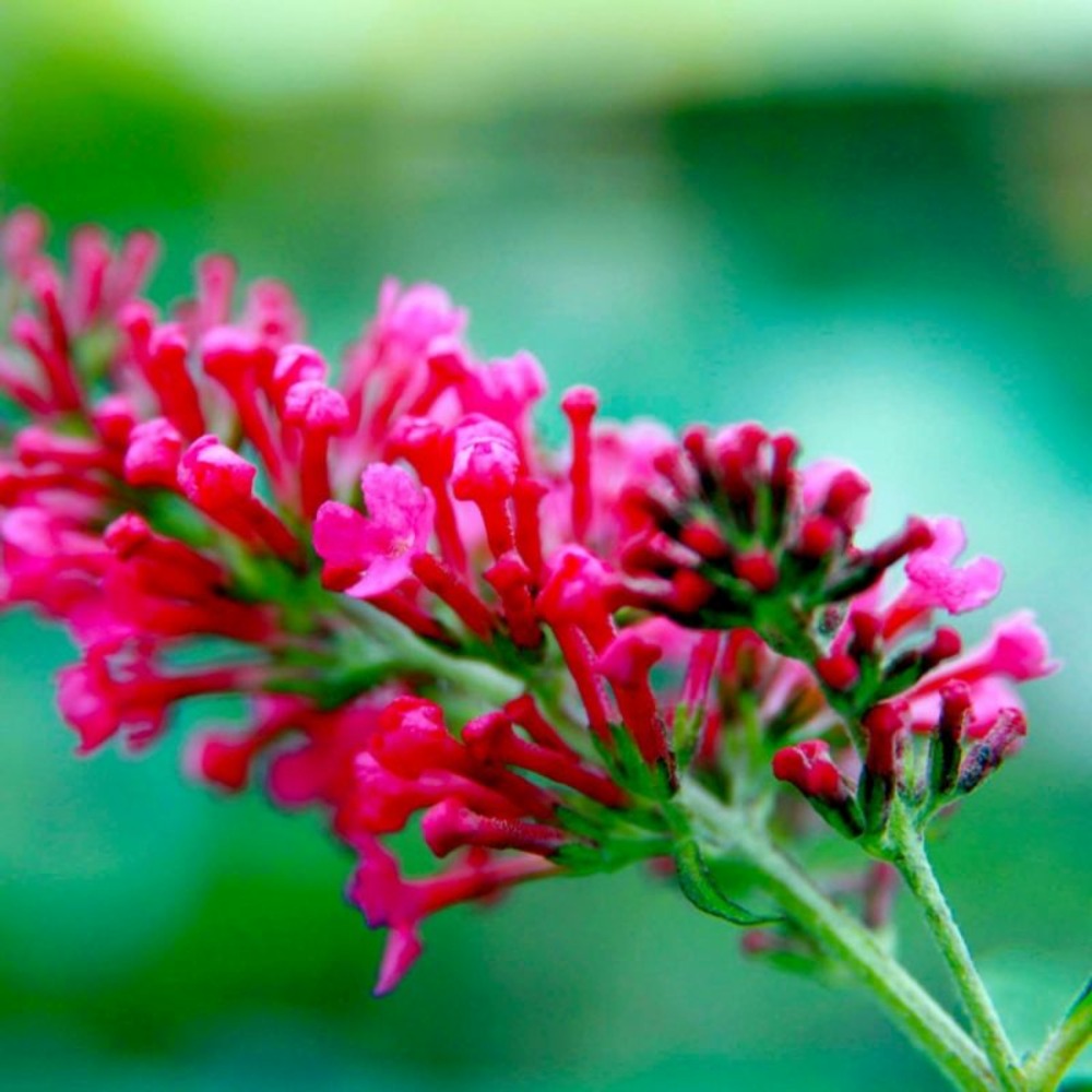 ARBRE PAPILLONS PD GF H20A40-(766352)