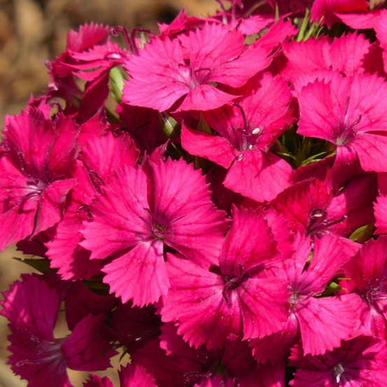 Oeillet mignardise desmond lot de 9 godets