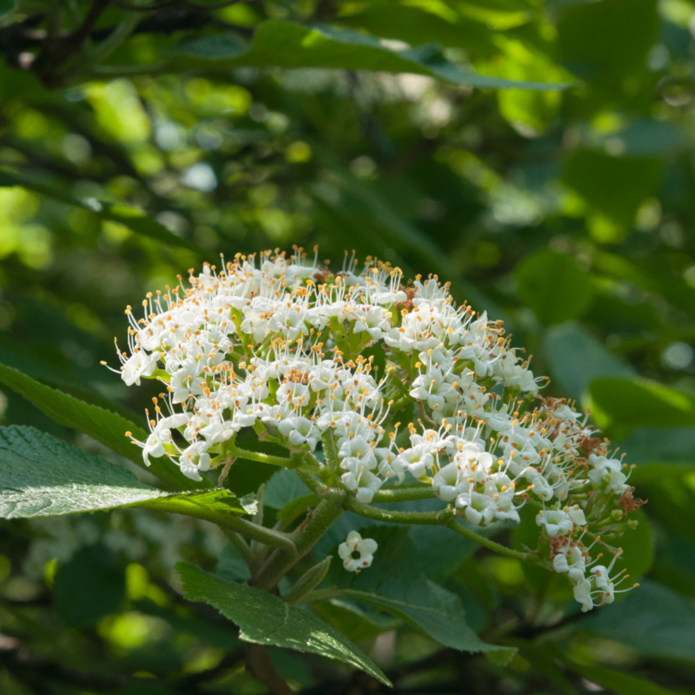 Viorne lantane - viburnum lantana 50cm
