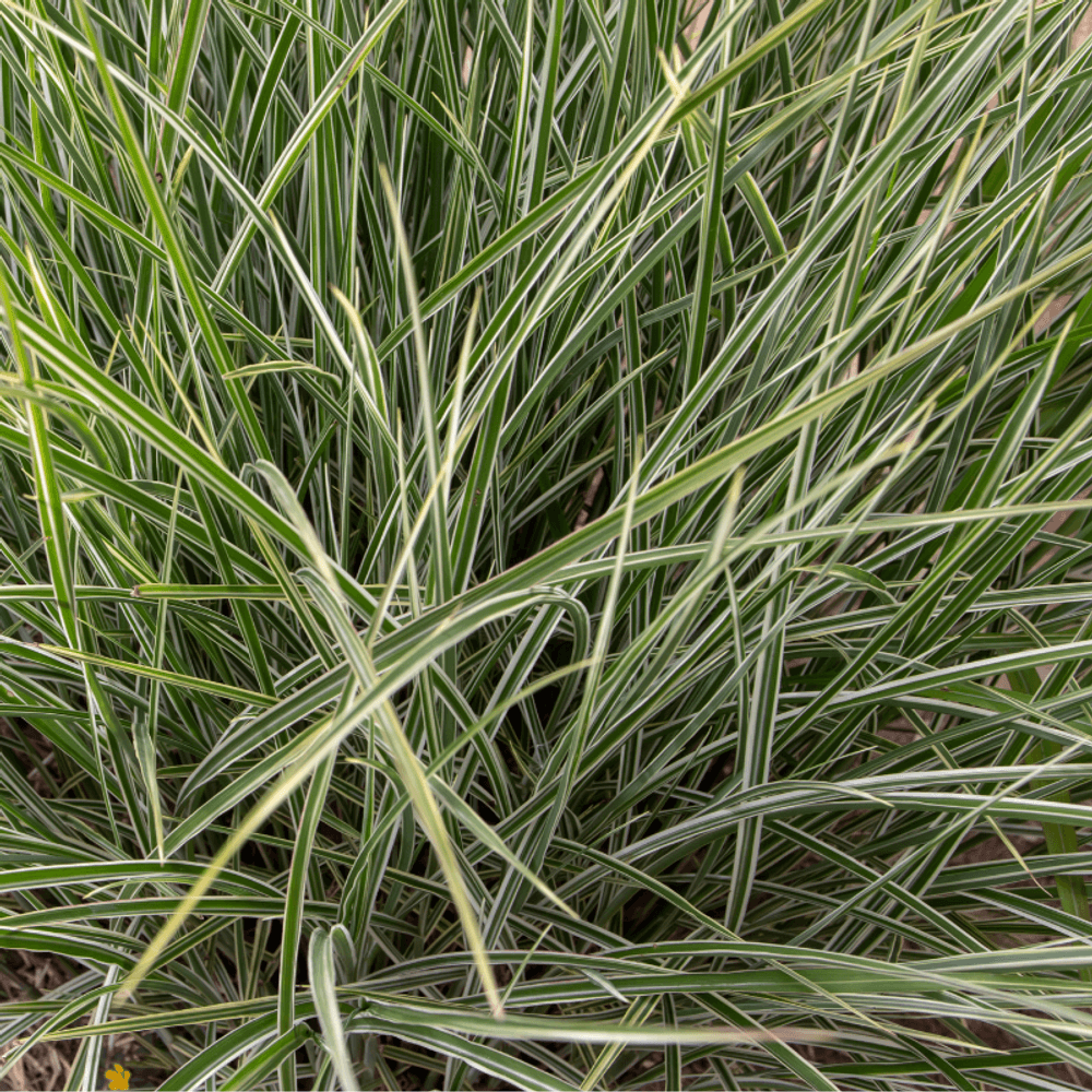 Roseau de chine variegatus - miscanthus sinensis variegatus 60 cm godet 9cm