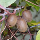 Kiwi 'golden delight' femelle - actinidia femelle deliciosa 3l