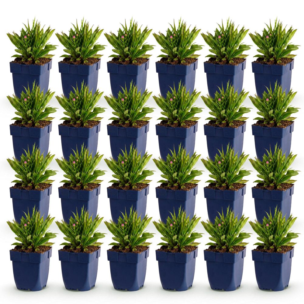 Aster 'wood's pink' - lot de 24 - pot 11 cm - hauteur 25 cm - plante d'extérieur