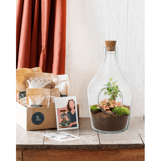 Kit terrarium diy - joyt - ficus