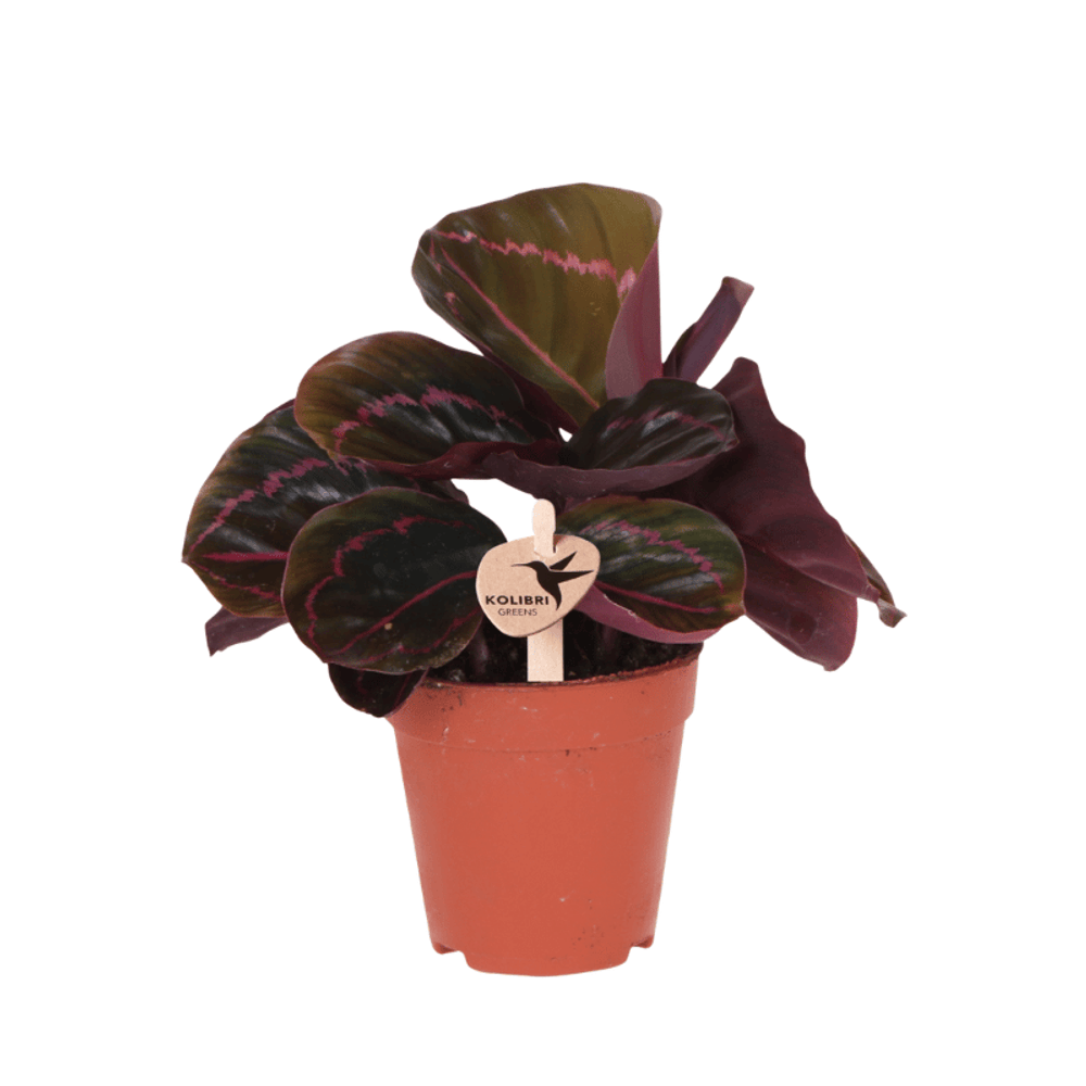Calathea dottie - ø9cm - ↕23cm - plantes d'intérieur