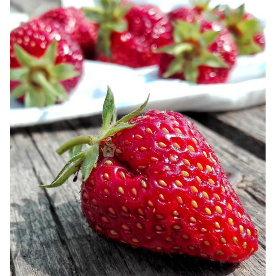 Plant de fraisier mariguette® 'marionnet 99' barquette de 6 godets