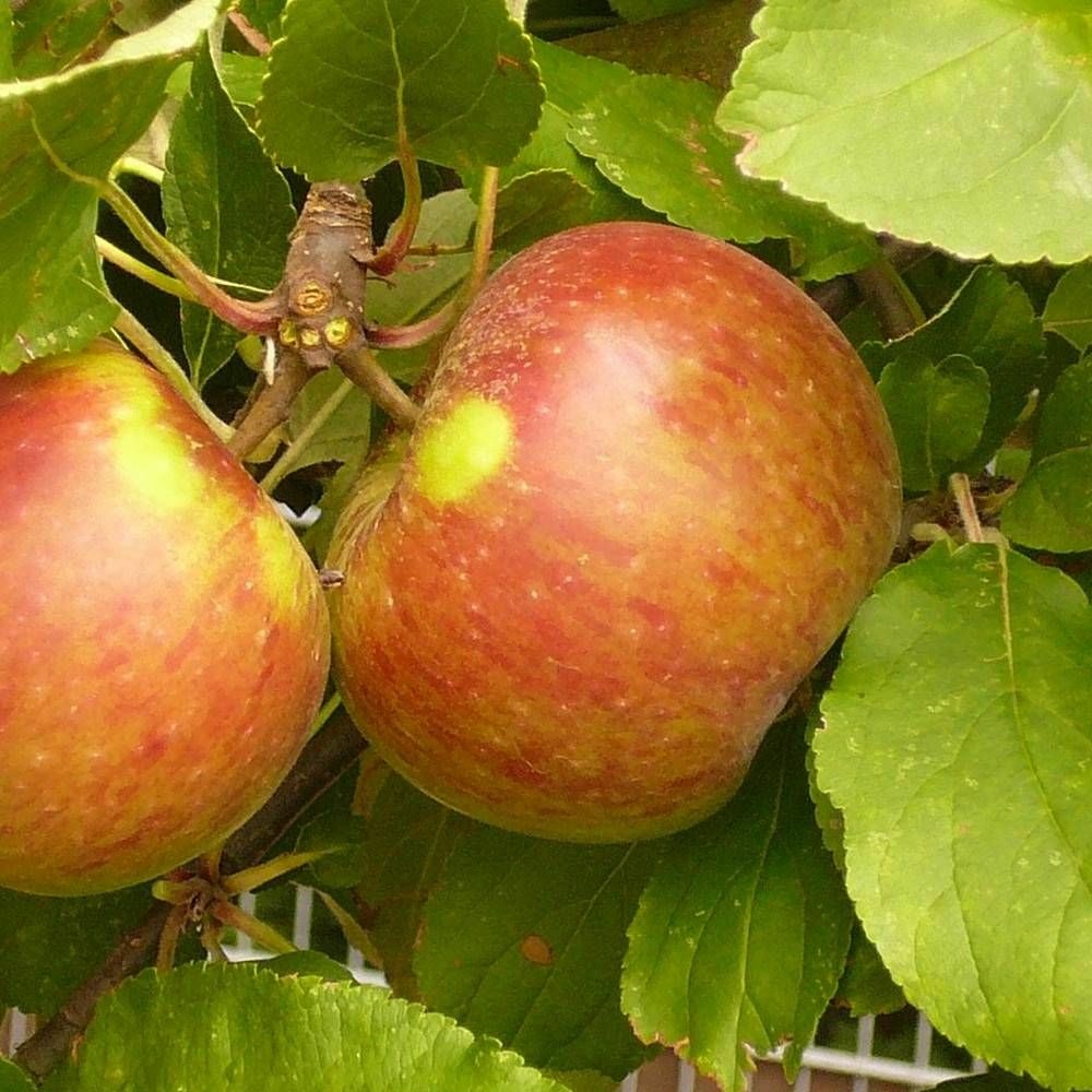 Pommier croquella® 'delgrina' pot de 10 litres - 1/4 tige