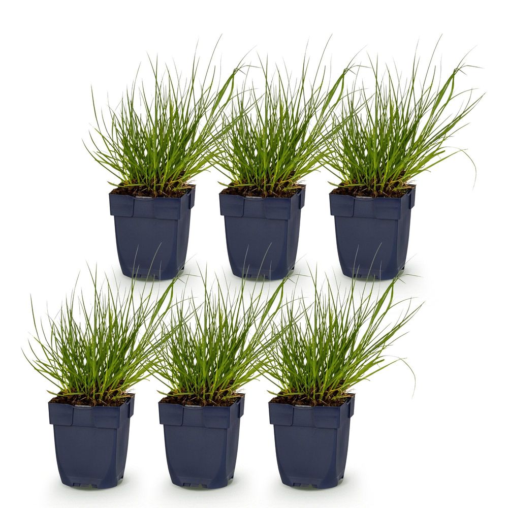 Panic érigé 'northwind' - lot de 6 - pot 11 cm - hauteur 25 cm - plante d'extérieur