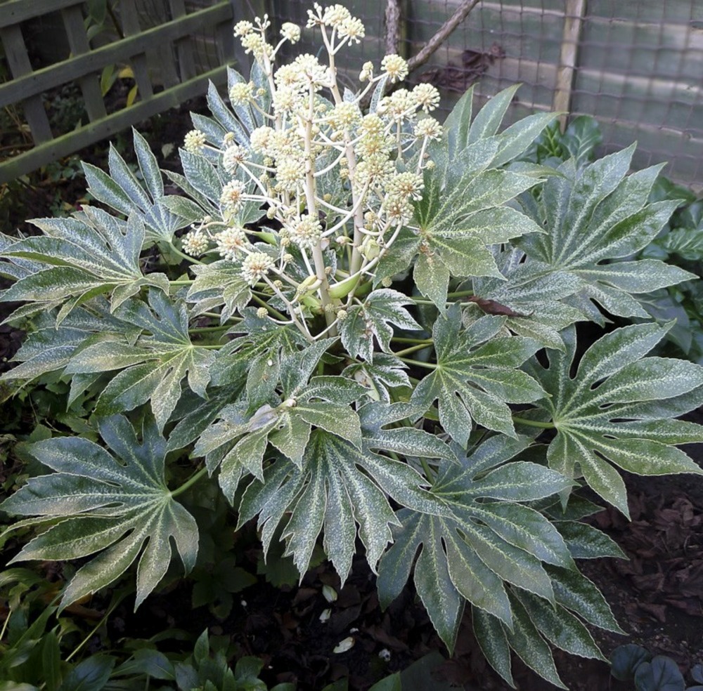 Faux aralia 'spider's web' pot de 6l/7l