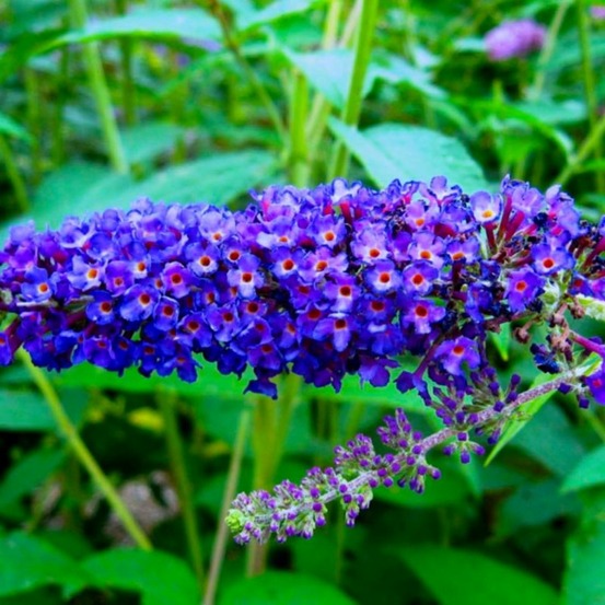 Arbre aux papillons 'empire blue' (buddleja davidii 'empire blue')