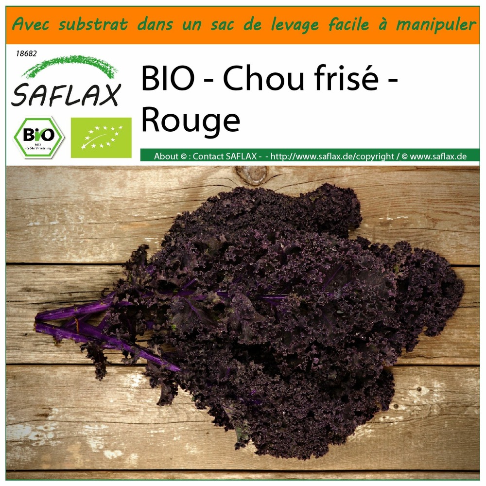 Garden in the bag - bio - chou frisé - rouge - 50 graines - brassica oleracea var. Sabellica