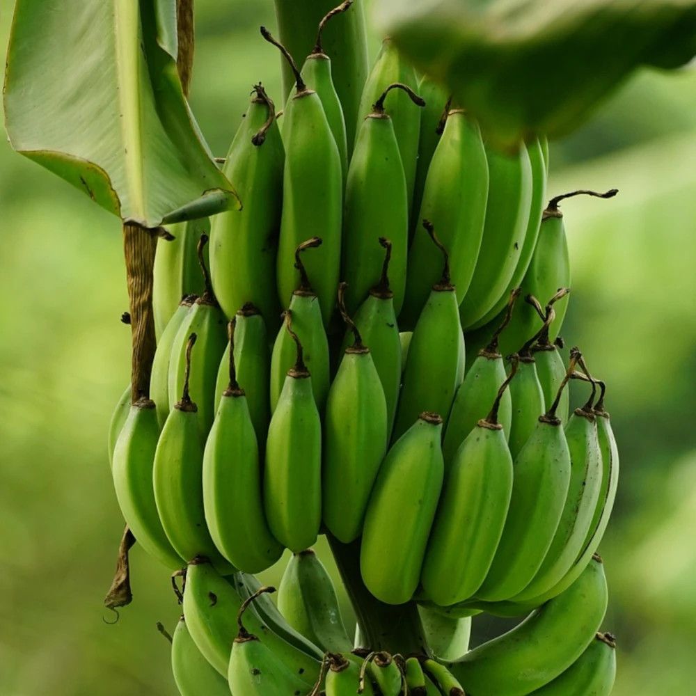 Banane plantain pot de 15l