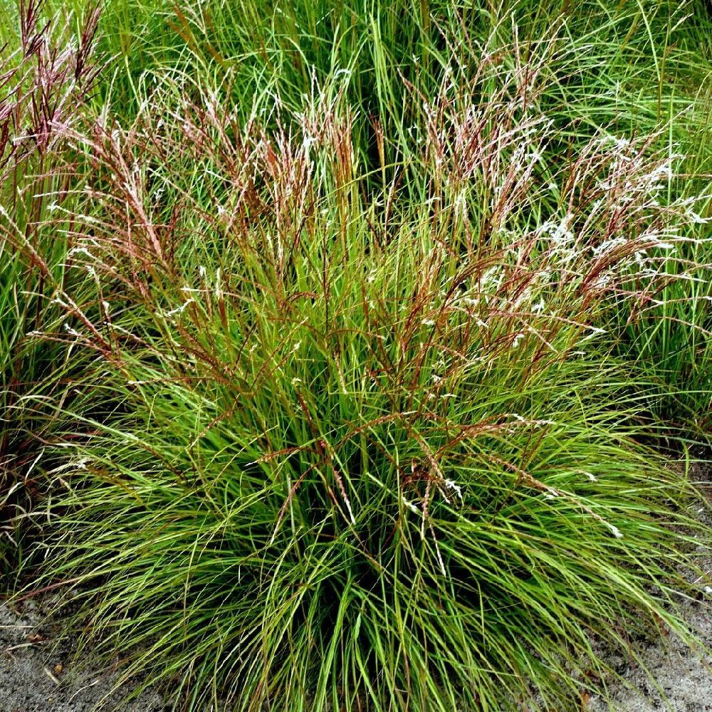 Miscanthus, roseau de chine cute one lot de 9 godets