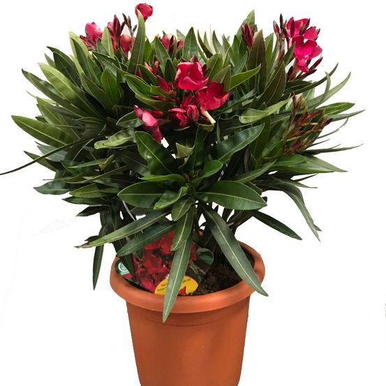 Laurier rose 'jannoch' pot de 3l/4l, buisson