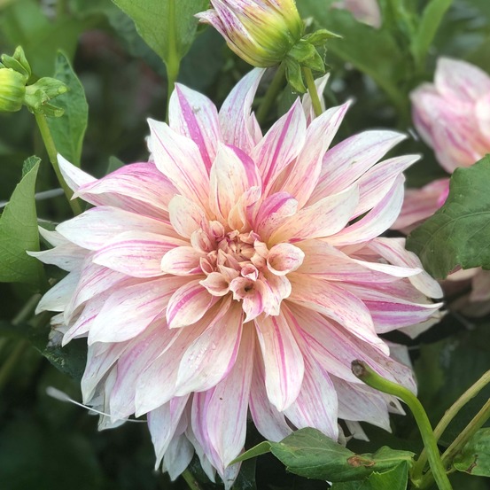 Dahlia gpe géant décoratif 'café au lait twist' bulbe calibre i