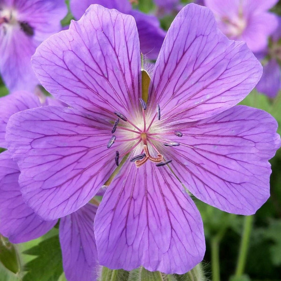 Géranium vivace pink penny lot de 9 godets