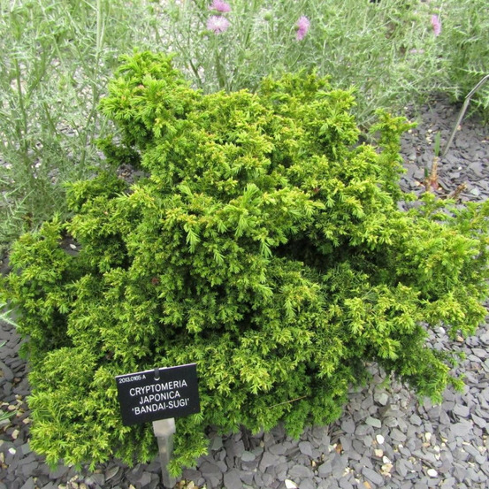 Cèdre du japon bandai sugi, cryptomeria pot de 5l - 40/60 cm